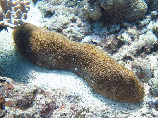  Polyphyllia talpina (Plate Coral, Slipper Coral, Tongue Coral)